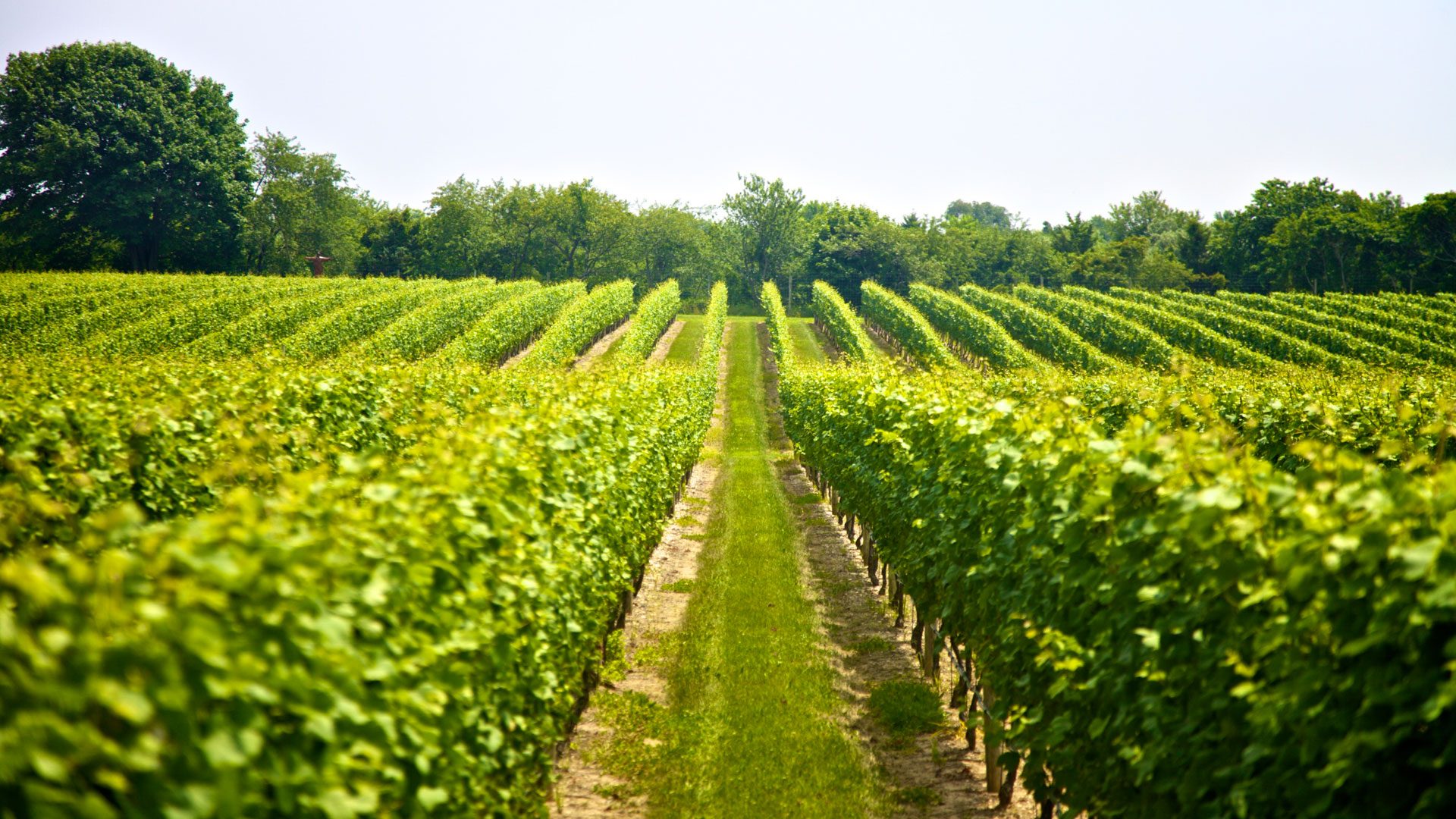 Vineyards in Pelham, Ontario Niagara Region